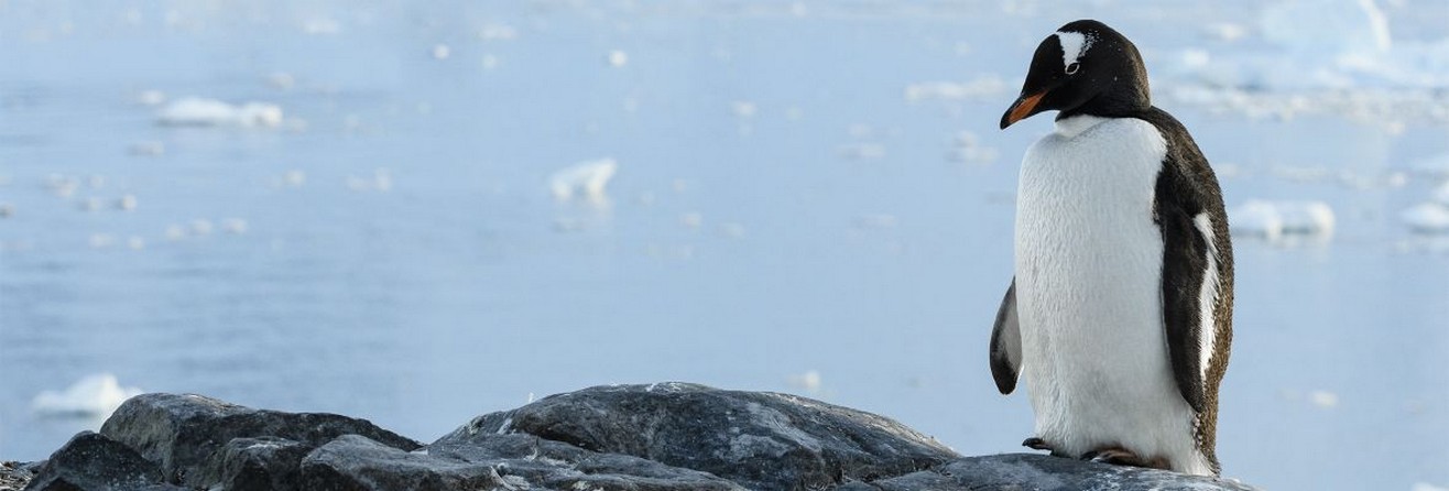 Antarctica - Albatros Cruises