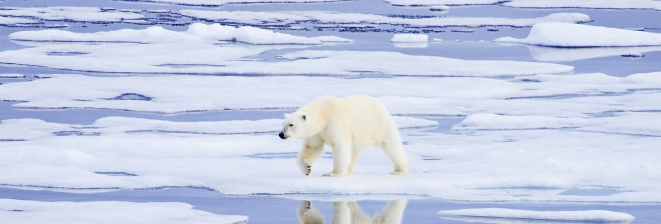 Arctic - Albatros Cruises Arctic - Albatros Cruises