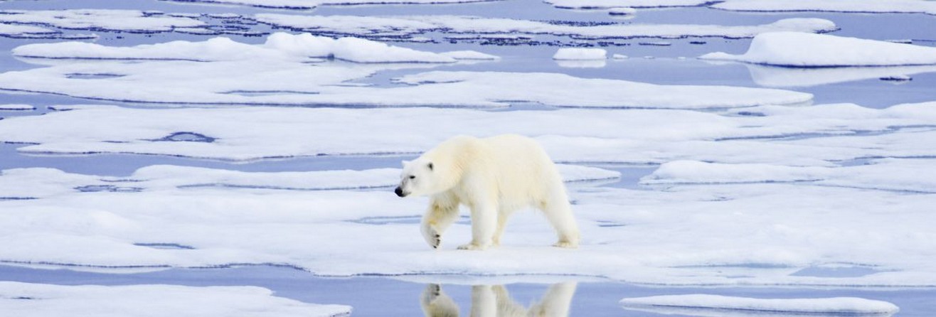 Arctic - Albatros Cruises