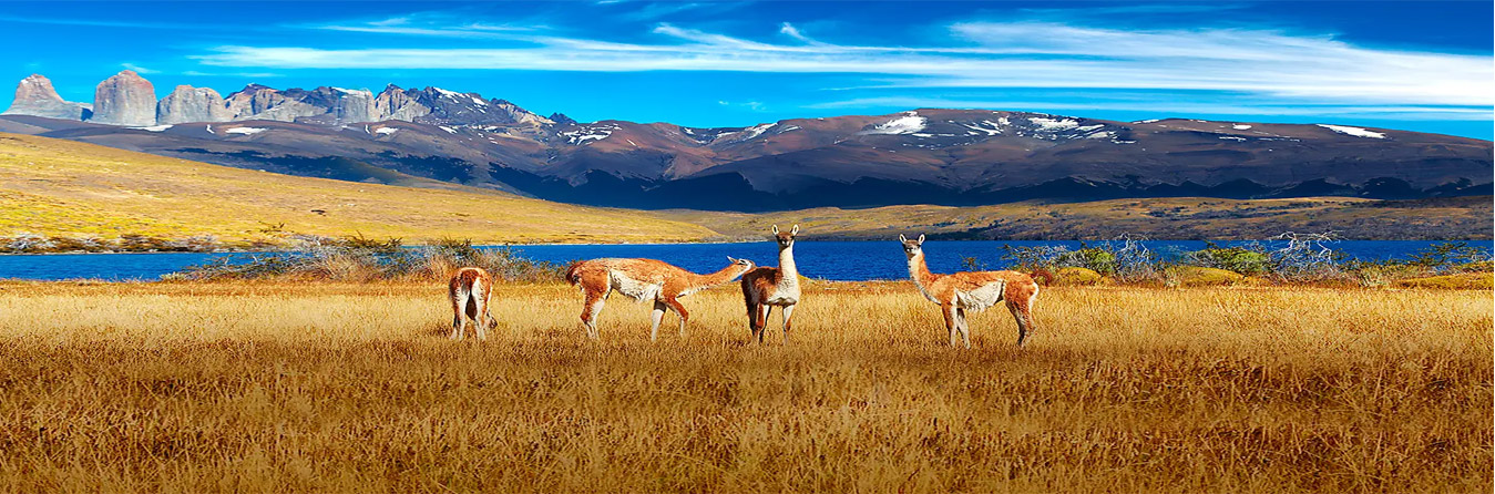 South America - Ponant Cruises