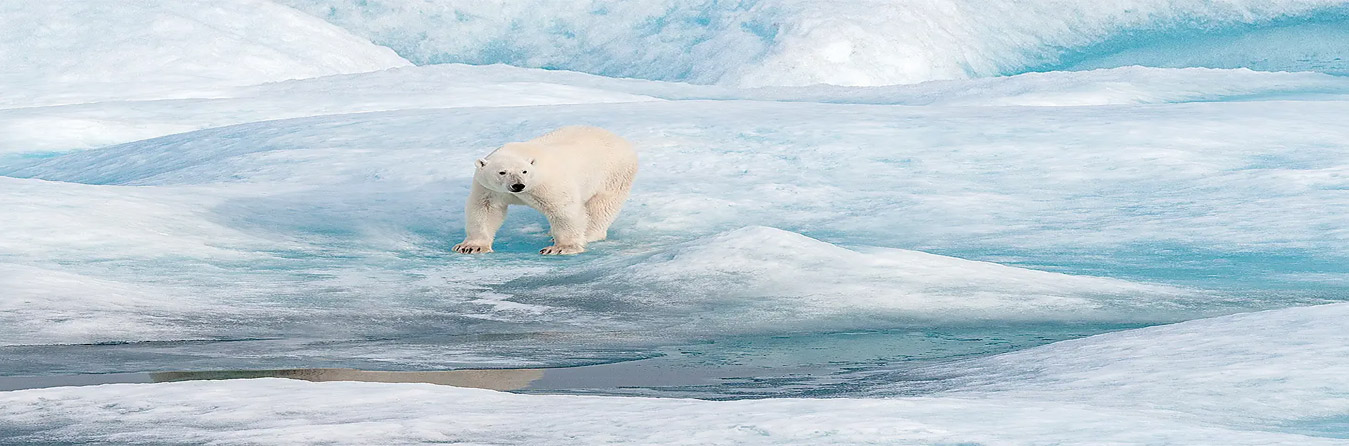 The Arctic - Ponant Cruises The Arctic - Ponant Cruises