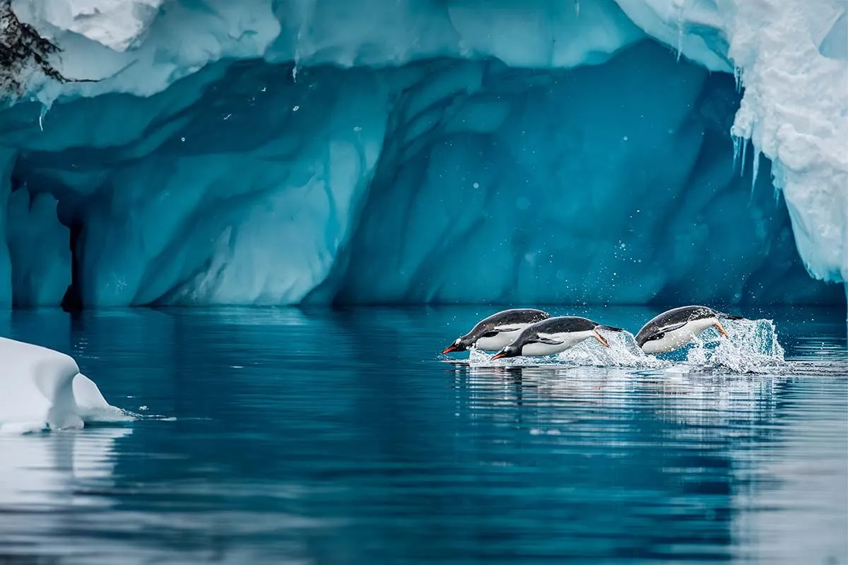 Adventures in Antarctica