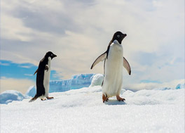 Antarctica: The White Continent-with Smithsonian Journeys