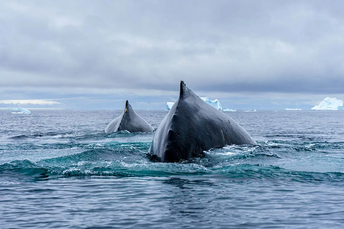 Best of Antarctica's Whale Season