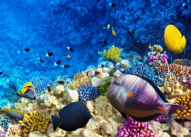 12 Days - Tahiti & the Tuamotu Islands Air + Hotel Package