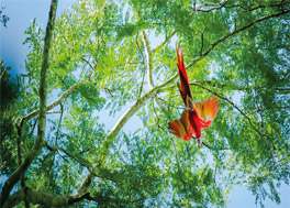 Central America Jewels & Panama Canal
