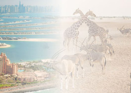Desert Days from Doha - 7 Nights
