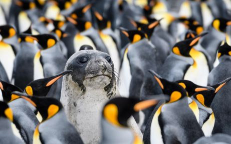 Epic Falkland Islands, South Georgia & Antarctica