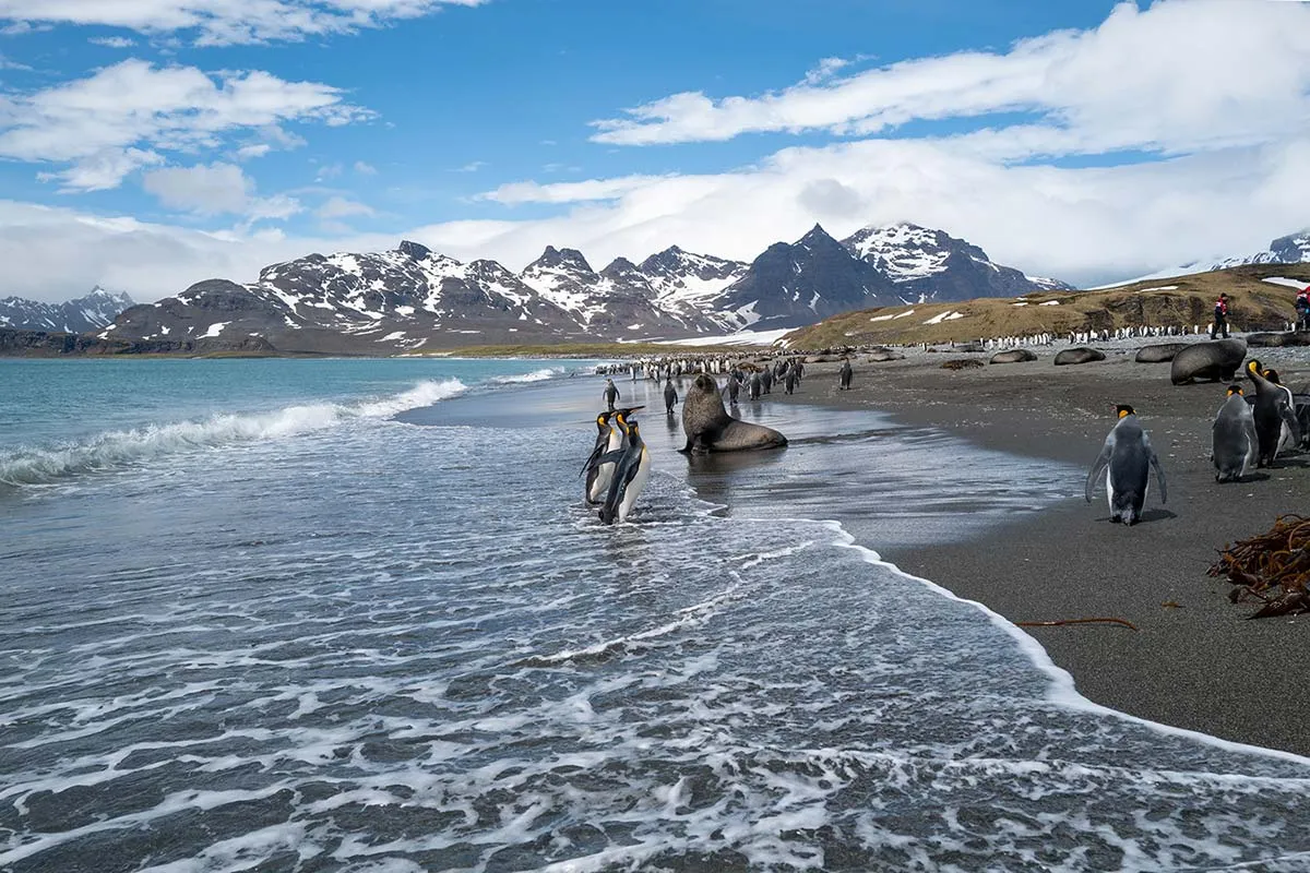 Falklands, South Georgia & Antarctica