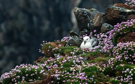 Isles of the North Atlantic