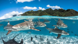 12 Days - 11-Nights Tahiti Small Ship Cruise [Papeete to Papeete]