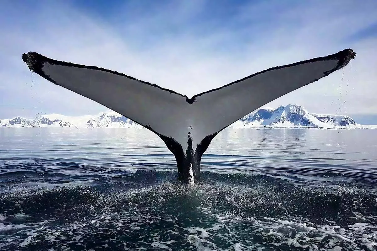 Antarctica's Whale Season