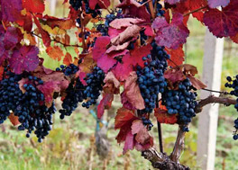 9 Days- James Beard Foundation & Wine Cruise,Adriatic Archipelago[Venice to Athens,Greece]
