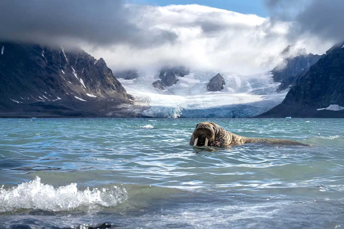 Svalbard Circumnavigation: The Ultimate Arctic Quest