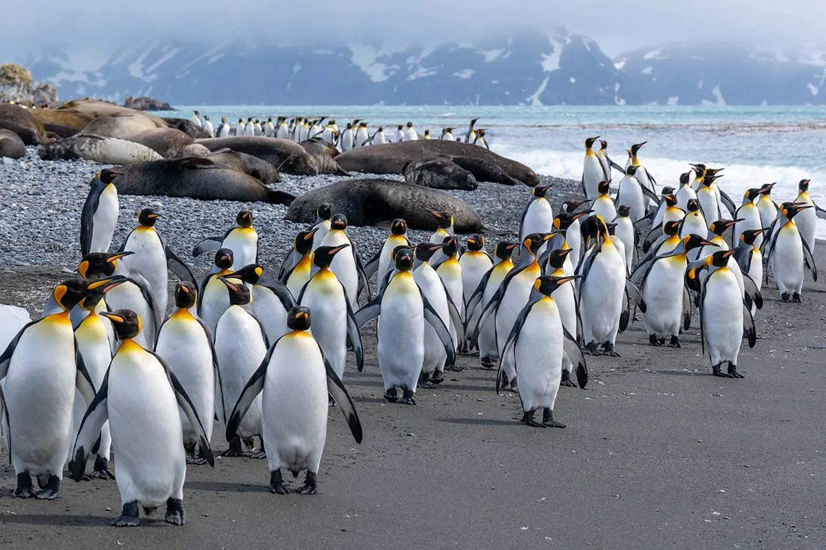 Ultimate New Years: Falklands, South Georgia, and Antarctic Circle