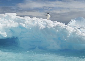 Antarctic Experience