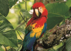 Bahia Drake, Costa Rica