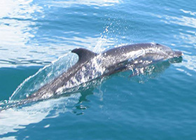 Puerto Jimenez (Golfo Dulce), Costa Rica / Golfito, Costa Rica