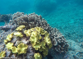Great Barrier Reef Experience Great Barrier Reef Experience