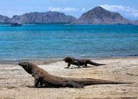 Komodo Island, Indonesia