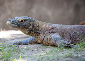 Loh Liang, Komodo National Park, Indonesia Loh Liang, Komodo National Park, Indonesia
