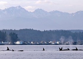 Seattle, Washington, US / Puget Sound