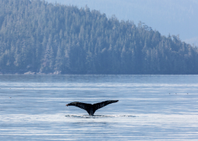 Scenic Cruising Canadian Inside Passage