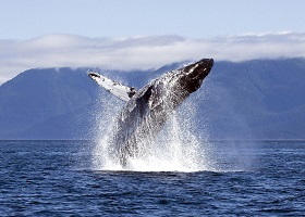 SCENIC CRUISING THE INSIDE PASSAGE