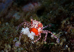 Triton Bay, Indonesia