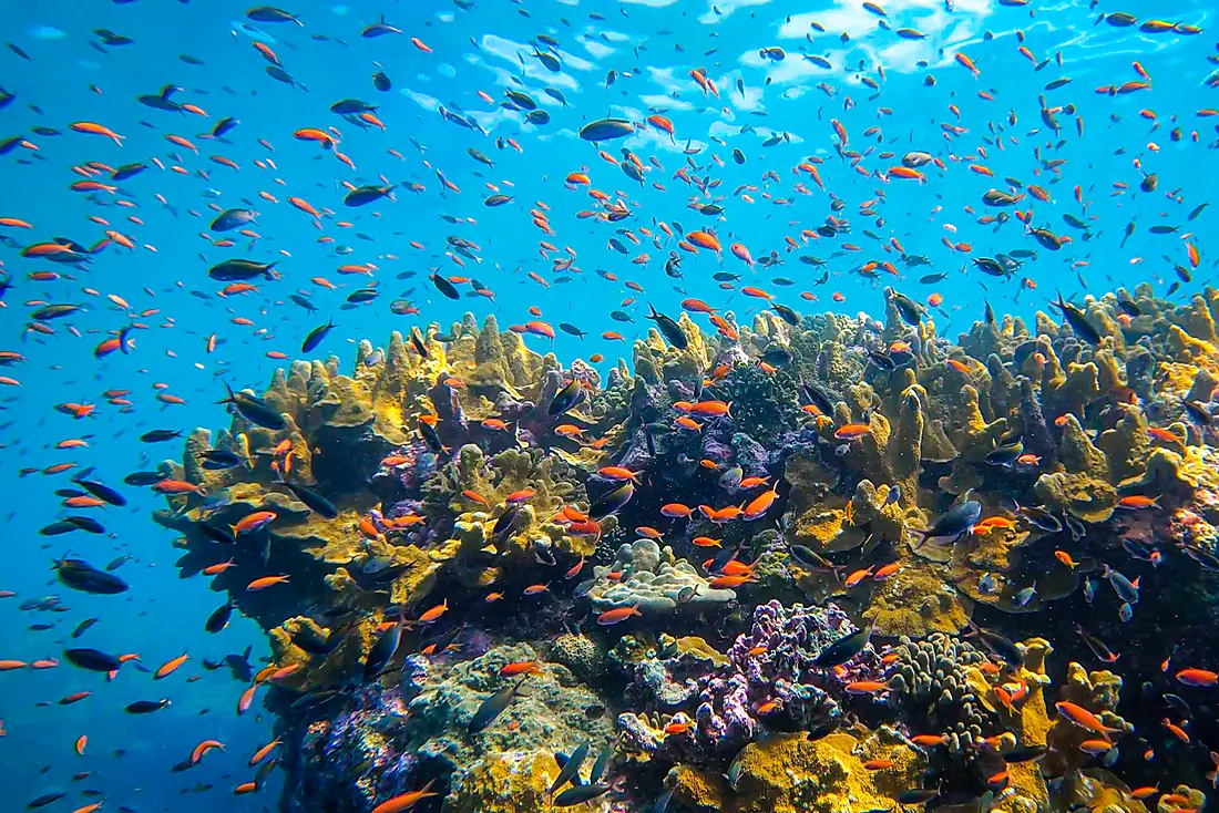 Indian Ocean - Ponant Cruises
